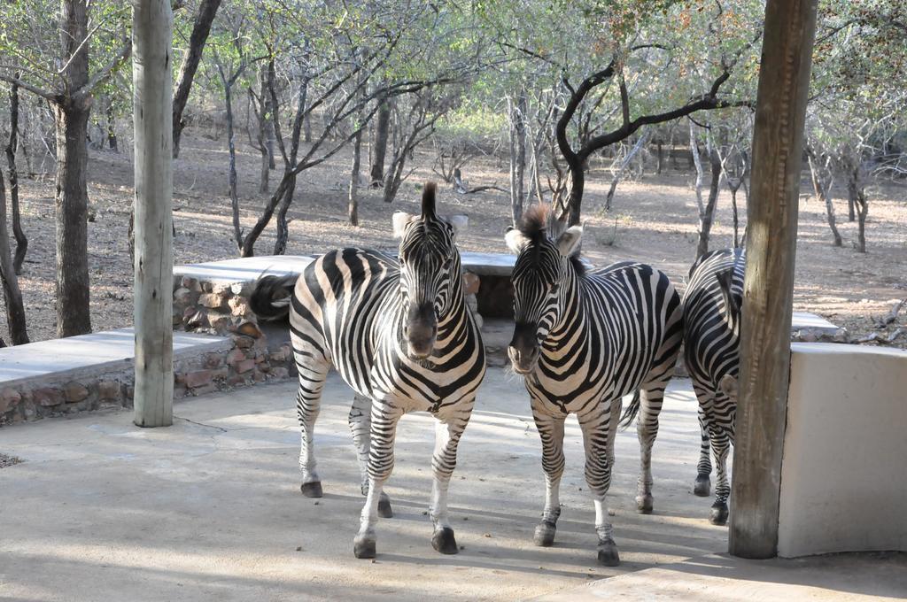 Treetops Marloth Park Buitenkant foto