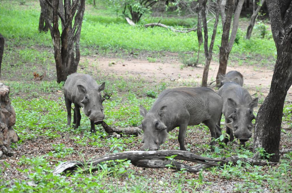 Treetops Marloth Park Buitenkant foto