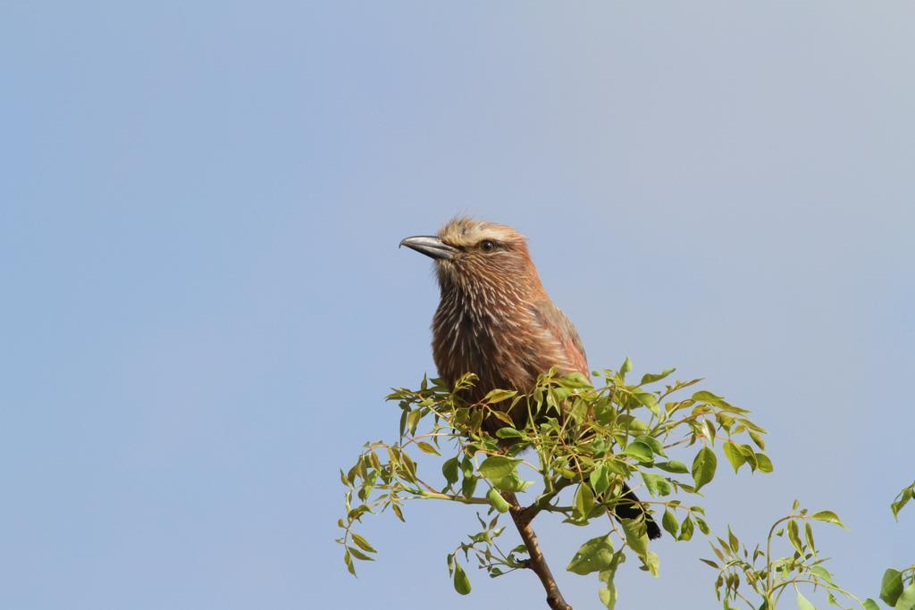 Treetops Marloth Park Buitenkant foto